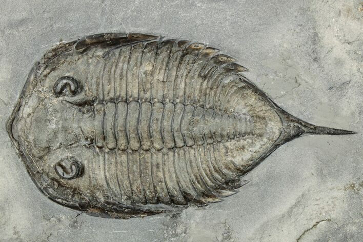 Dalmanites Trilobite Fossil - New York #295589